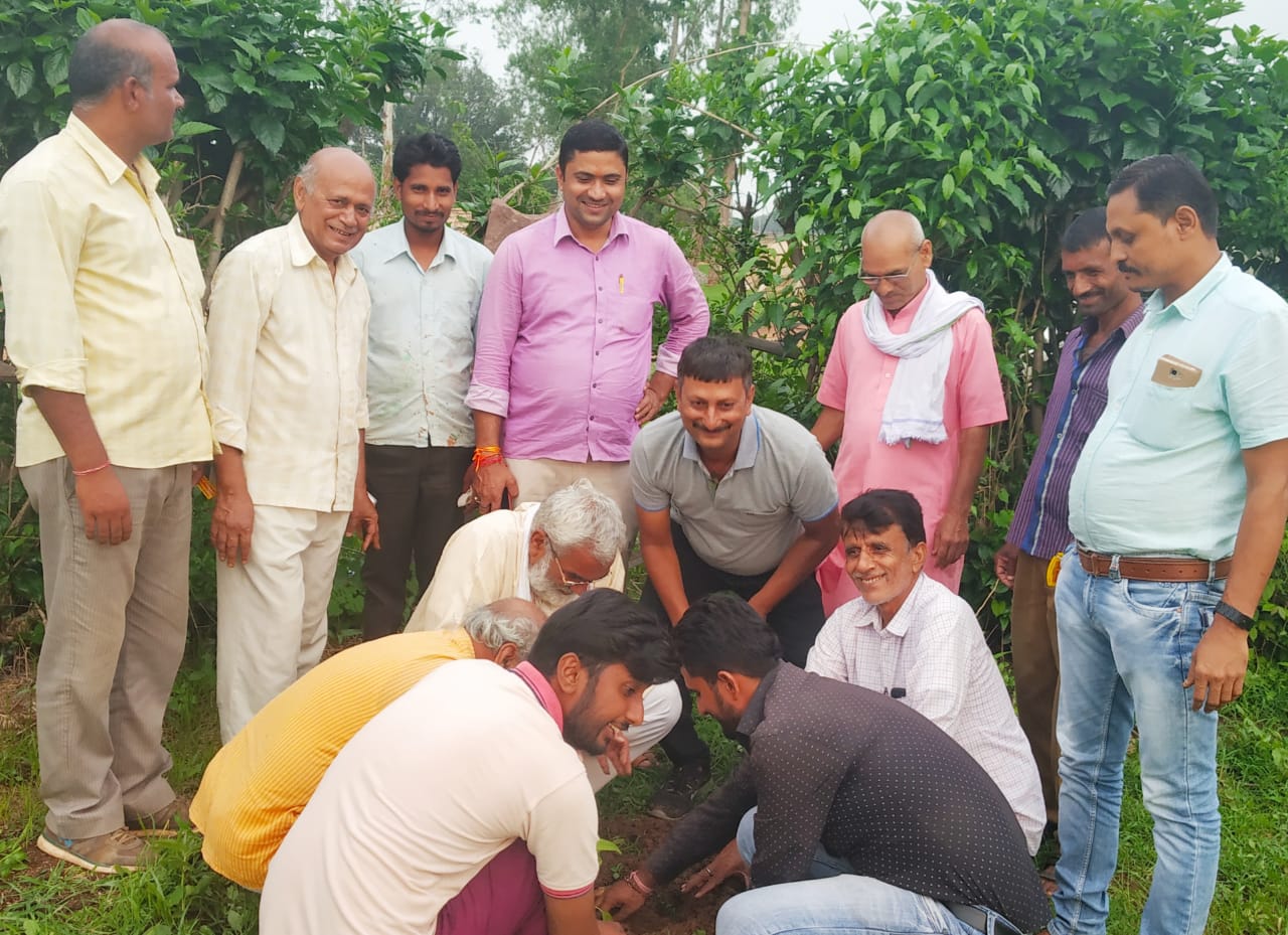 वृक्षारोपण कर गायों को खिलाया गया हरी घास एवं गुड़