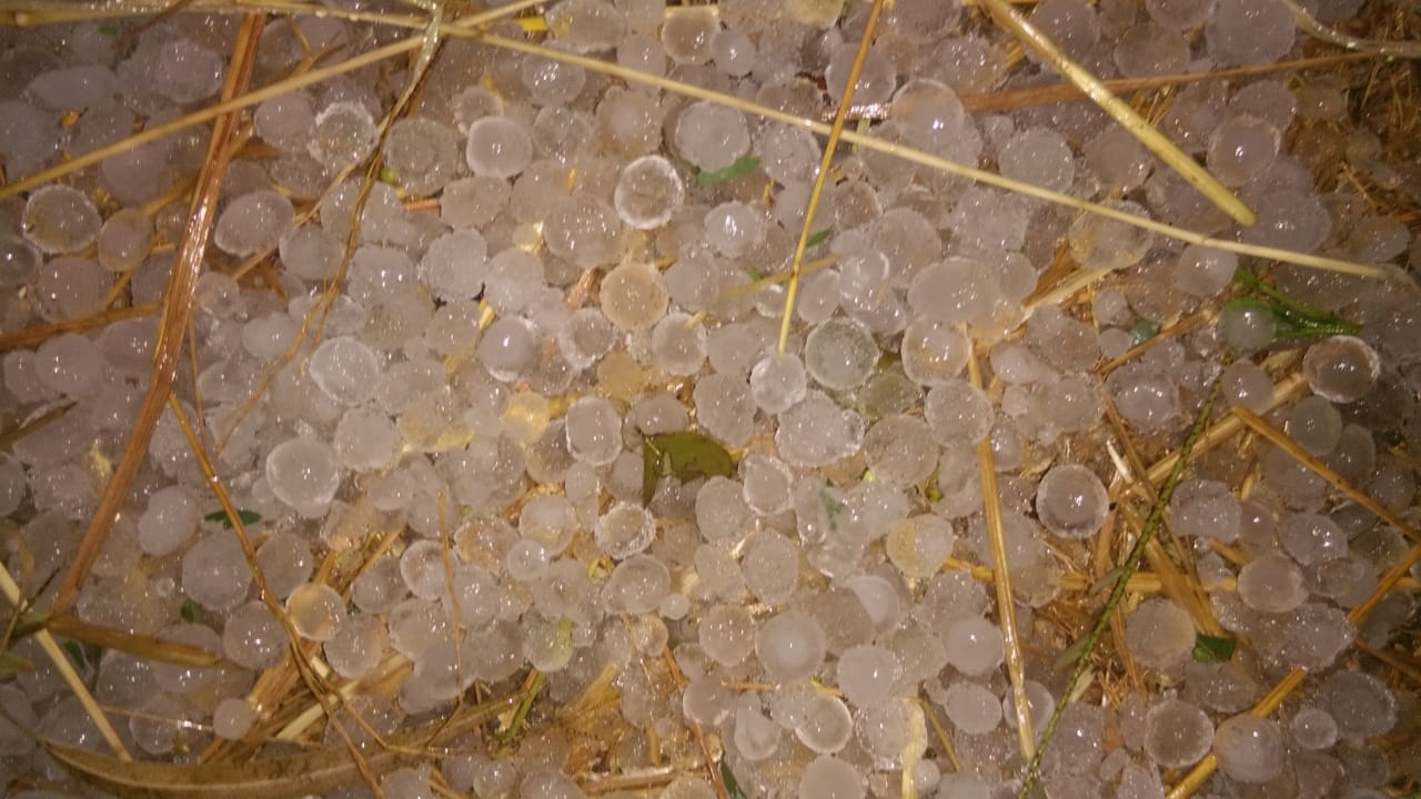 मनगवां तहसील के अंतर्गत तेज बारिश और ओले पड़ने से भारी नुकसान किसानों के हुई तबाही