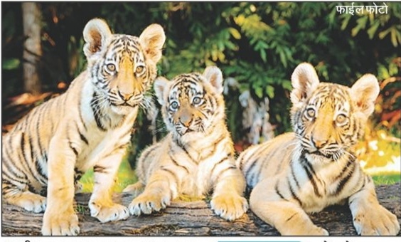 नौरादेही अभ्यारण्य में बाघ बाघिन सहित शावकों को देखने का दावा