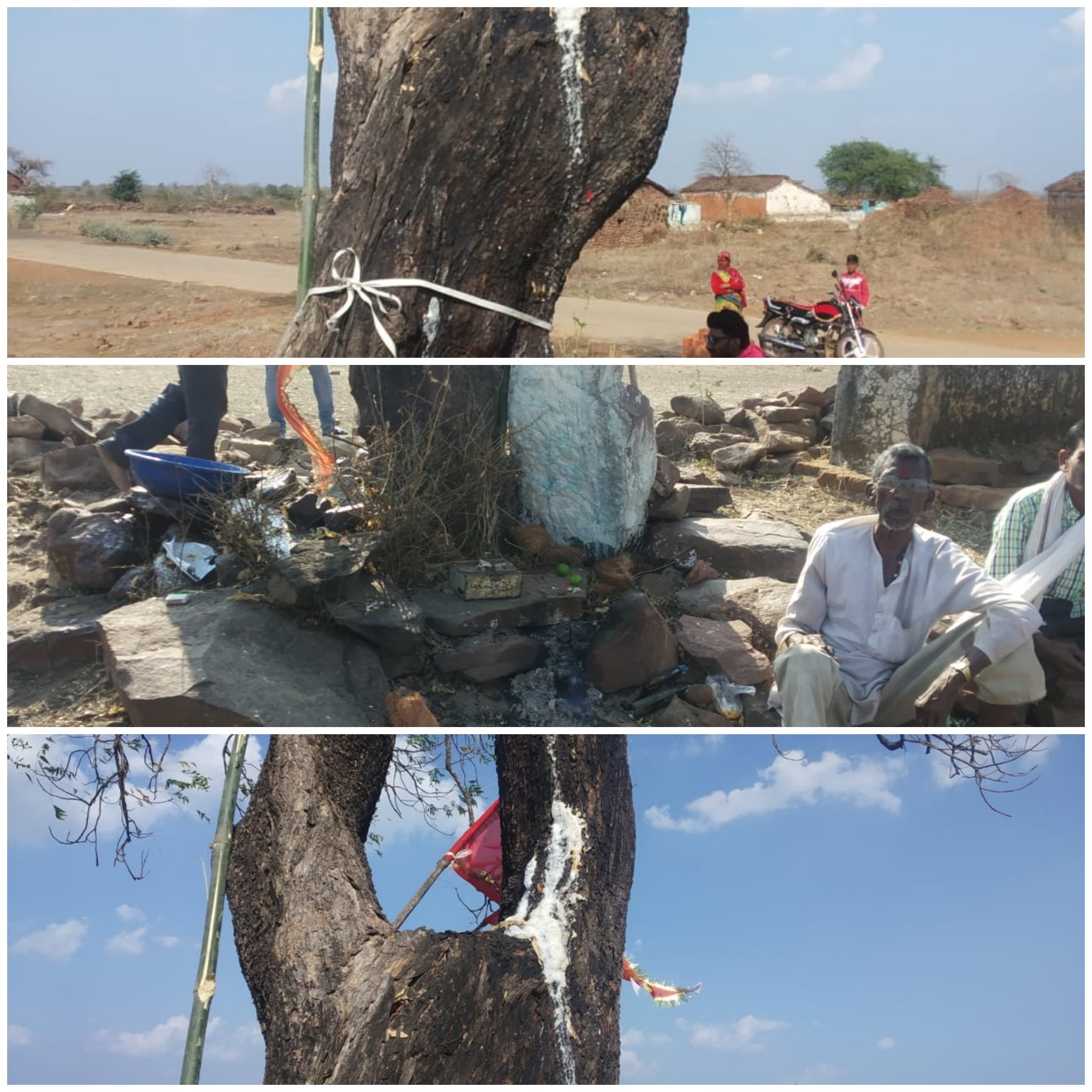 नीम के पेड़ से निकल रहा दूध अंधविश्वास के चलते पेड़ बना लोगों की आस्था का केंद्र