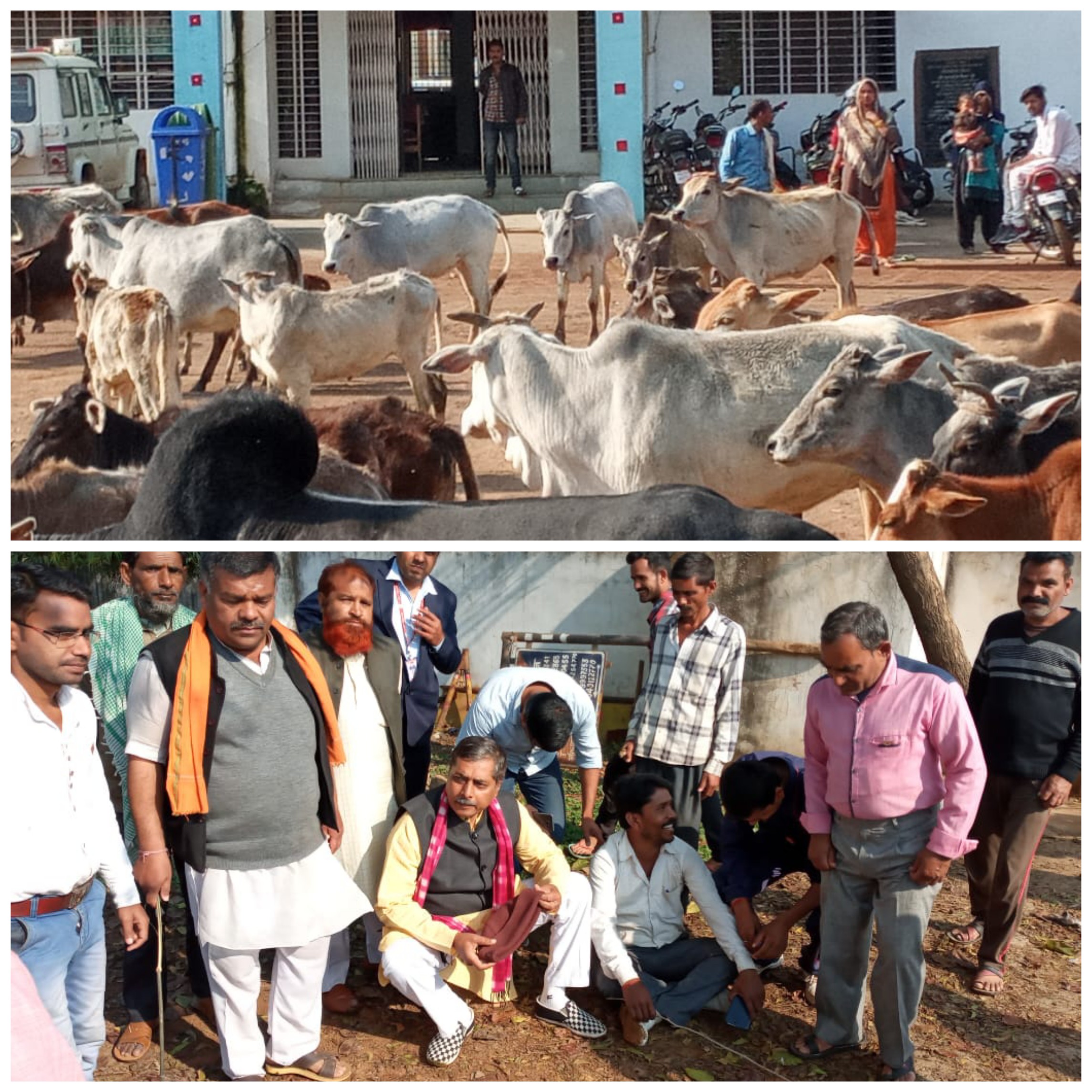 किसानोंकी ज्वलंत समस्या आवारा मवेशियों के मामले मे विधायक मऊगंज की अनोखी पहल 