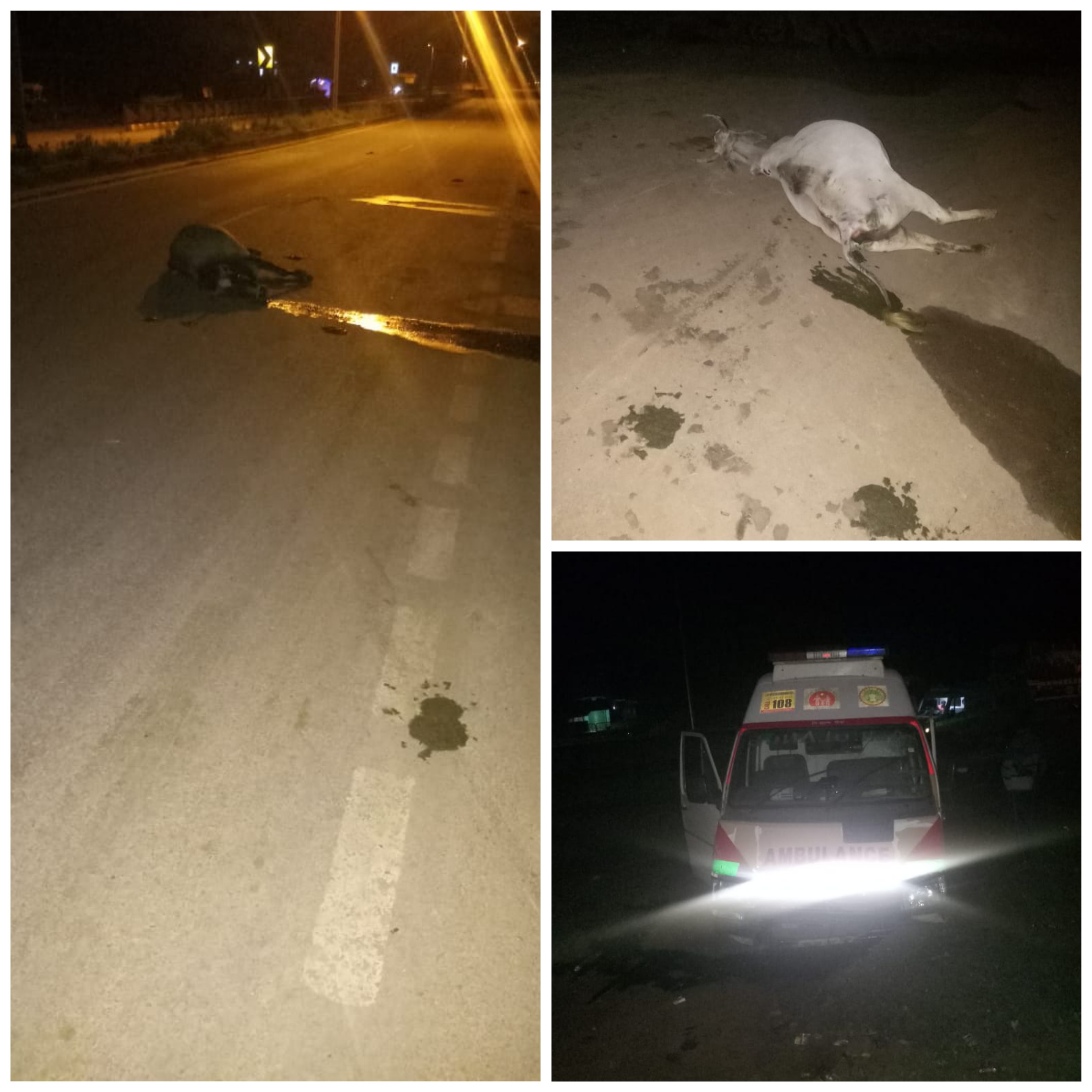 आवारा पशुओं और ब्रेक फैल होने से 108 एम्बुलेंस दुर्घटना ग्रस्त।बाल बाल बचे दोनो एम्बुलेंस कर्मचारी।