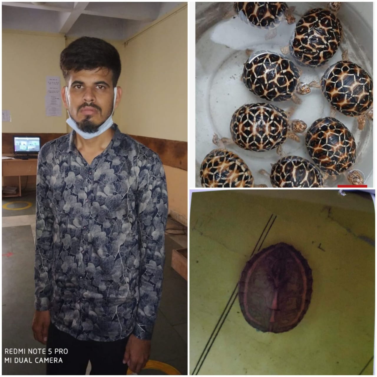 विलुप्‍त वन्‍यप्राणी कछुए की अवैध तस्‍करी करने वाले आरोपी की जमानत निरस्‍त 08 नग स्‍टार टर्टल एवं  01 नग इंडियन टेंट टर्टल कछुए जप्‍त हुए थे आरोपी से
