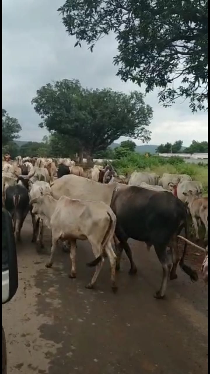 रामनगर थाना अंतर्गत ग्राम पंचायत छिरहाई के आसपास कर्रा मेहरबा पशु तस्कर कराया गया