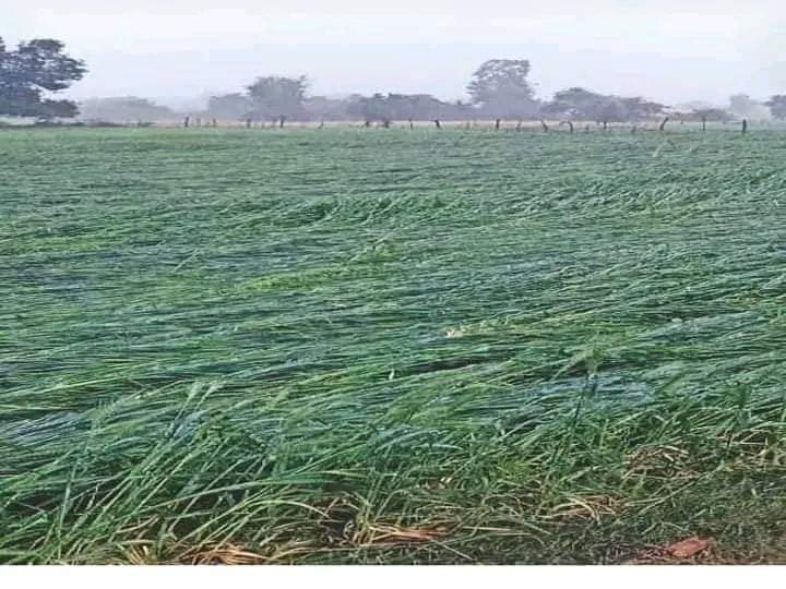 बेमौसम बारिश का कहर:रीवा में देर शाम 2 घंटे हुई वर्षा, खेतों में खड़ी गेहूं की फसल को नुकसान, किसानों के चेहरों में मायूसी